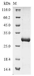 Recombinant Mouse C-type lectin domain family 4 member G(Clec4g),partial