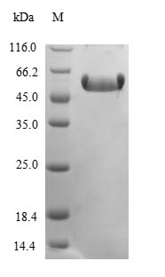 Recombinant Mouse CCN family member 2(Ccn2),partial