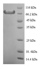 Recombinant Mouse Calpain-1 catalytic subunit(Capn1)