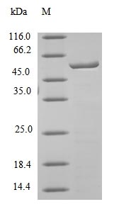 Recombinant Mouse Carboxylesterase 1C(Ces1c),partial
