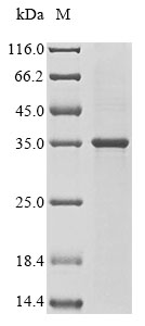 Recombinant Mouse Cathepsin W(Ctsw)