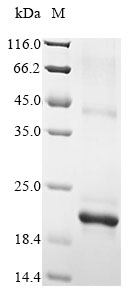 Recombinant Mouse Chemokine-like protein TAFA-1(Tafa1)