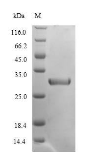 Recombinant Mouse Chymotrypsin-like elastase family member 2A(Cela2a)