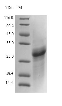 Recombinant Mouse Collagen alpha-2(IV) chain(Col4a2),partial