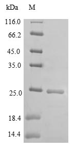 Recombinant Mouse Dedicator of cytokinesis protein 8(Dock8),partial