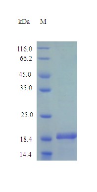 Recombinant Mouse Desert hedgehog protein(Dhh),partial(Active)