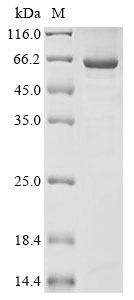 Recombinant Mouse Desmoglein-3(Dsg3),partial