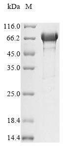 Recombinant Mouse Endoplasmic reticulum chaperone BiP(Hspa5)