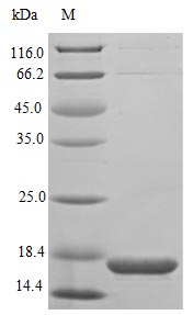 Recombinant Mouse Endothelin-converting enzyme-like 1(Ecel1),partial