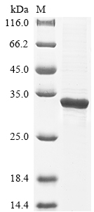 Recombinant Mouse Enoyl-CoA hydratase,mitochondrial(Echs1)