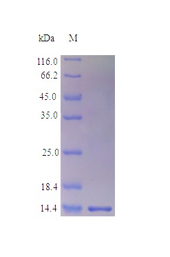 Recombinant Mouse Fatty acid-binding protein, liver protein(Fabp1) (Active)