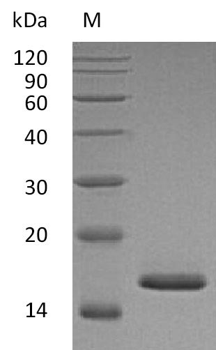 Recombinant Mouse Fibroblast growth factor 1(Fgf1) (Active)