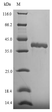 Recombinant Mouse Fibroblast growth factor 15(Fgf15)