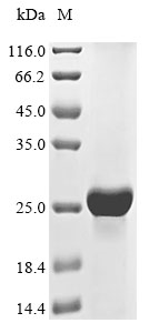 Recombinant Mouse Fibroblast growth factor 20(Fgf20)