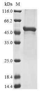 Recombinant Mouse Fibroleukin(Fgl2)