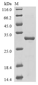Recombinant Mouse Fin bud initiation factor homolog(Fibin)