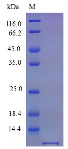 Recombinant Mouse Fractalkine protein(Cx3cl1) (Active)