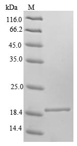 Recombinant Mouse Frataxin,mitochondrial(Fxn)