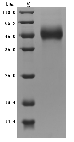 Recombinant Mouse GDNF family receptor alpha-like(Gfral),partial (Active)
