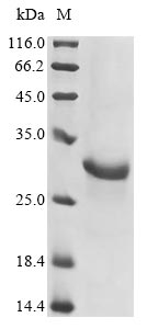 Recombinant Mouse Gasdermin-D(Gsdmdc1),partial
