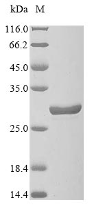 Recombinant Mouse Glutathione peroxidase 7(Gpx7)