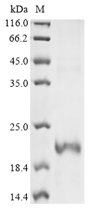 Recombinant Mouse Glycoprotein hormone beta-5(Gphb5)