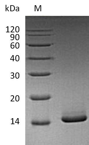 Recombinant Mouse Granulocyte-macrophage colony-stimulating factor(Csf2) (Active)