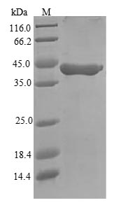 Recombinant Mouse Granzyme A(Gzma)