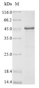 Recombinant Mouse Group XV phospholipase A2 (Pla2g15)