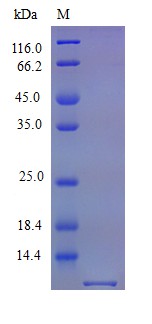 Recombinant Mouse Growth-regulated alpha protein(Cxcl1) (Active)