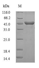 Recombinant Mouse Guanine nucleotide-binding protein G(o) subunit alpha(Gnao1)