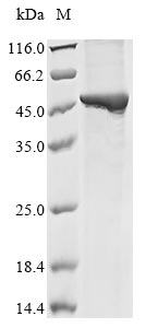 Recombinant Mouse Guanine nucleotide-binding protein subunit alpha-12(Gna12)