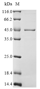 Recombinant Mouse Heterogeneous nuclear ribonucleoproteins A2/B1(Hnrnpa2b1)
