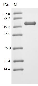 Recombinant Mouse Heterogeneous nuclear ribonucleoproteins A2/B1(Hnrnpa2b1)