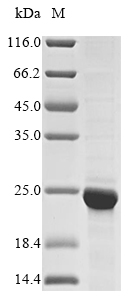 Recombinant Mouse Histone H2B type 1-A(Hist1h2ba)