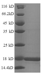 Recombinant Mouse Histone H2B type 1-M(Hist1h2bm)