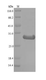 Recombinant Mouse Histone deacetylase complex subunit SAP130(Sap130) ,partial