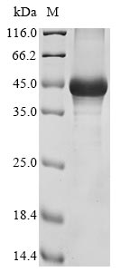 Recombinant Mouse Hyaluronan and proteoglycan link protein 3(Hapln3)