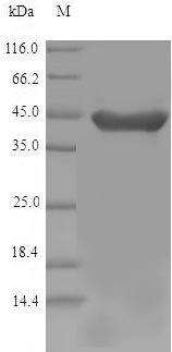 Recombinant Mouse Hydroxyacid oxidase 1(Hao1)