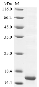 Recombinant Mouse Insulin-like growth factor II(Igf2)