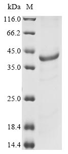 Recombinant Mouse Interferon-induced helicase C domain-containing protein 1(Ifih1),partial