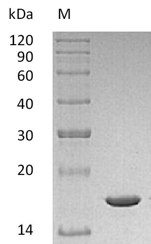 Recombinant Mouse Interleukin-1 beta(Il1b) (Active)