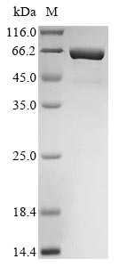 Recombinant Mouse Interleukin-11(Il11),Biotinylated