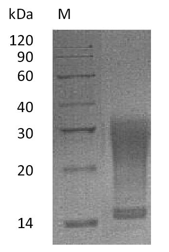 Recombinant Mouse Interleukin-13(Il13),partial (Active)