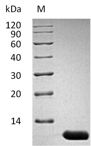 Recombinant Mouse Interleukin-13(Il13),partial (Active)