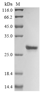 Recombinant Mouse Interleukin-18 (Il18)