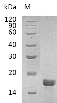 Recombinant Mouse Interleukin-2(Il2) (Active)
