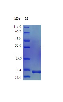 Recombinant Mouse Interleukin-22 protein(Il22) (Active)