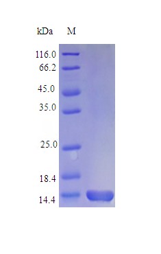 Recombinant Mouse Interleukin-3 protein(Il3),partial (Active)