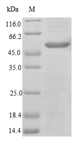 Recombinant Mouse Interleukin-31 receptor subunit alpha(Il31ra),partial